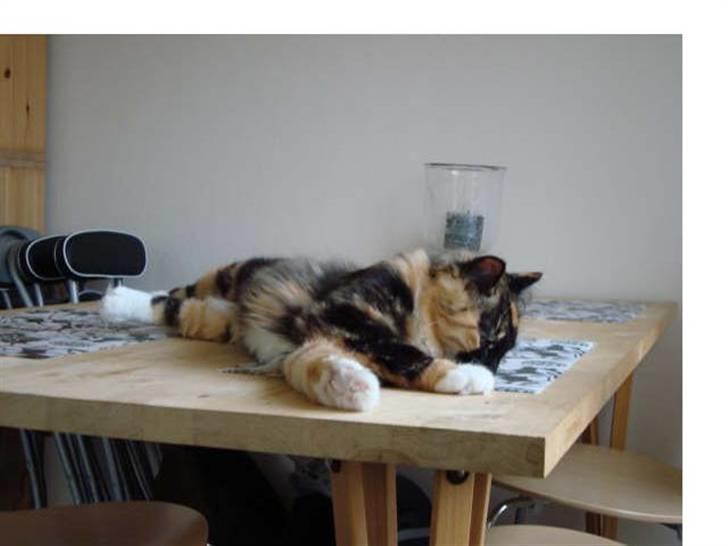 Blanding af racer Maya - En træt & udmattet killing. :bb Men det holdte 5 min.  billede 11