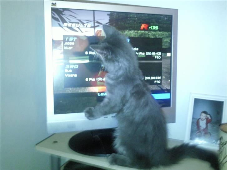 Maine Coon Kodi **Solgt** - Åhh det ser spændende ud "far" , må jeg være med ?  billede 10