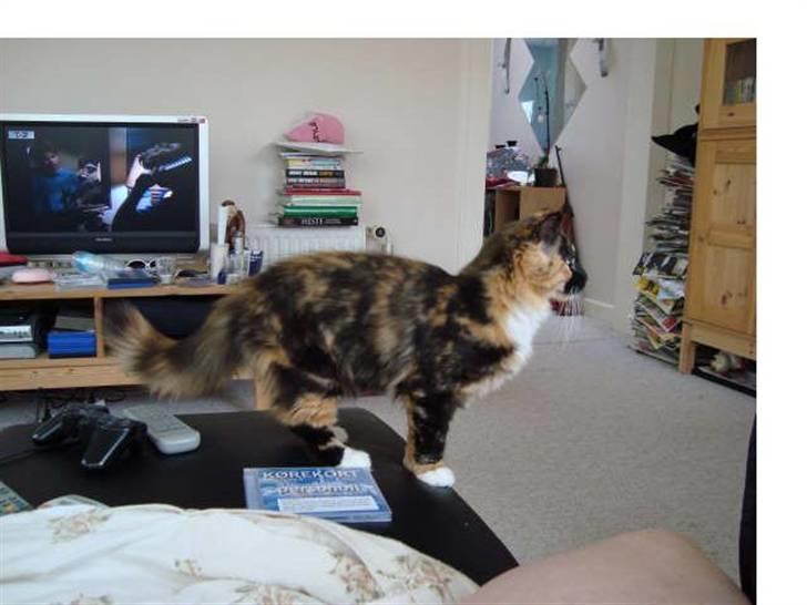 Blanding af racer Maya - Se mig ! Jeg kan hoppe for fulde firspring. :D billede 12