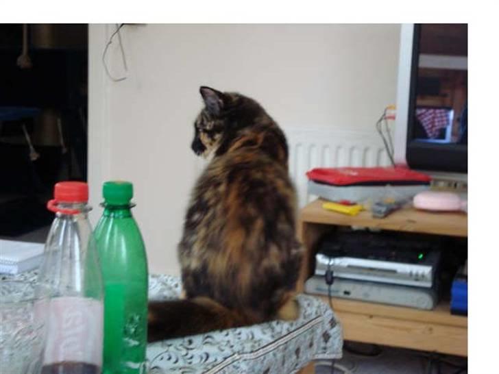 Blanding af racer Maya - Hallo derhenne, vær stille jeg ser sgu tv. (; billede 13