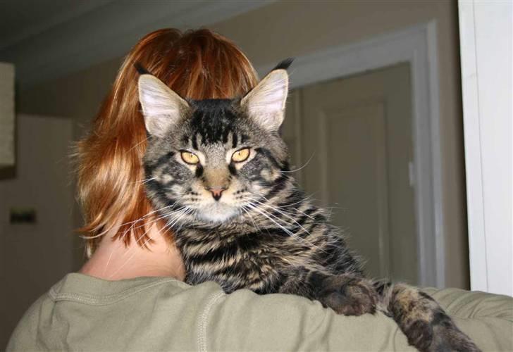 Maine Coon Timbercoon King size - Er skynd. billede 15