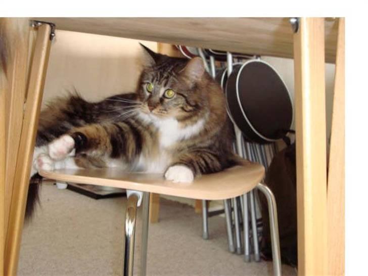 Norsk Skovkat Freja. - Ligger lige & slapper af. Hende maya gør mig træt. /: billede 12