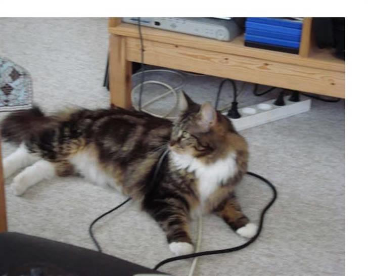 Norsk Skovkat Freja. - Har fået at vide, det sundt at strække ud. Så det gør jeg altid inden leg. :bb billede 13