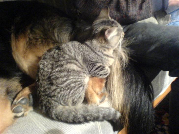 Huskat mille - tumle er sød billede 9