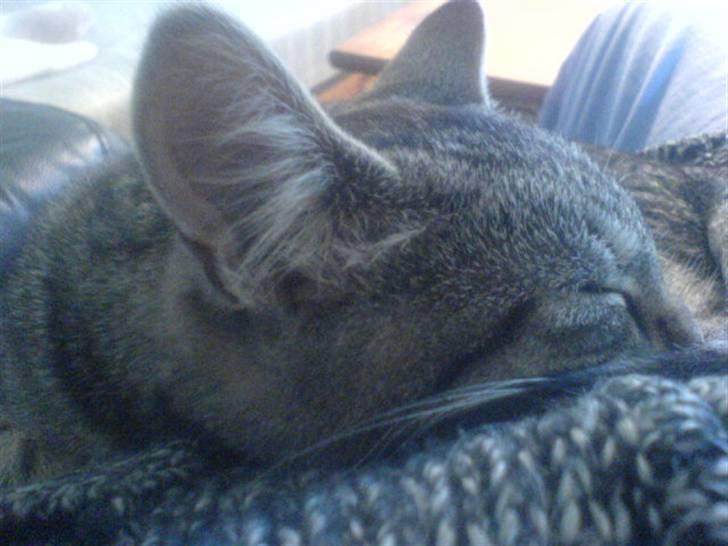 Huskat mille - jeg er så træt billede 10