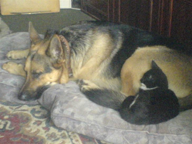 Huskat mulle - mig og splejs hygger billede 10