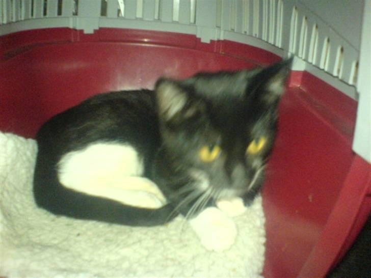 Huskat mulle - det garanteret farligt derude billede 12