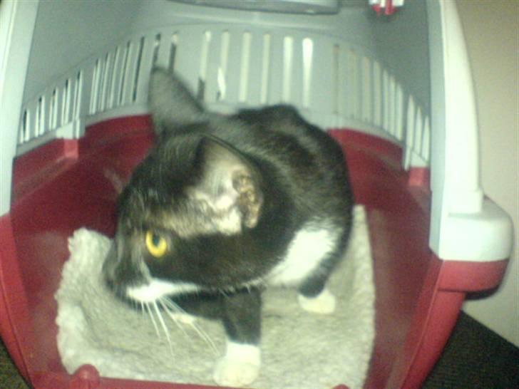 Huskat mulle - ved nu ikk rigtigt billede 13