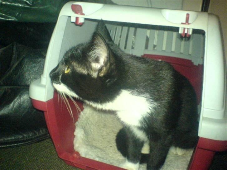 Huskat mulle - ud skal jeg vel billede 14