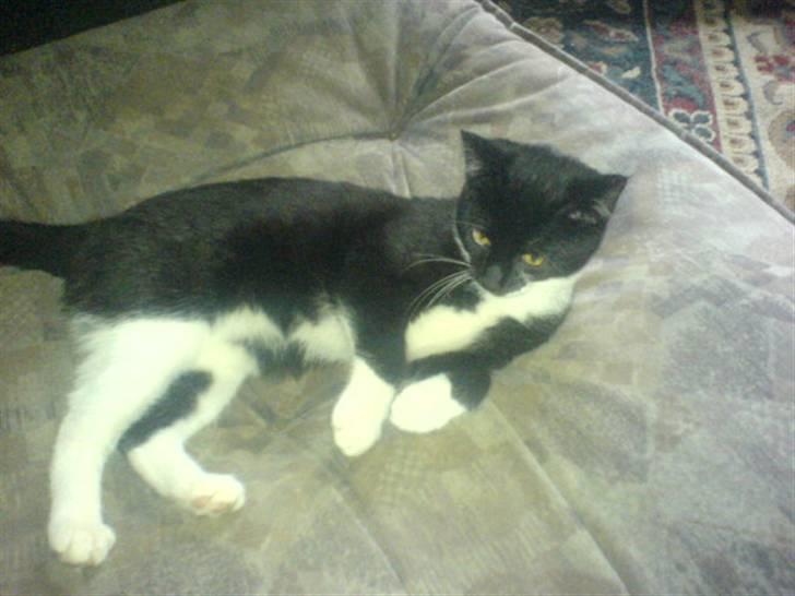 Huskat mulle - synes selv jeg er flot billede 15