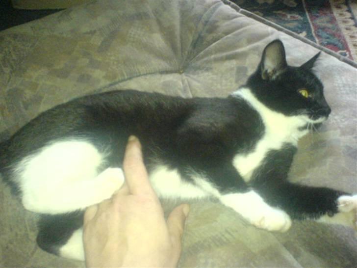 Huskat mulle - ja det lige der det klør billede 16