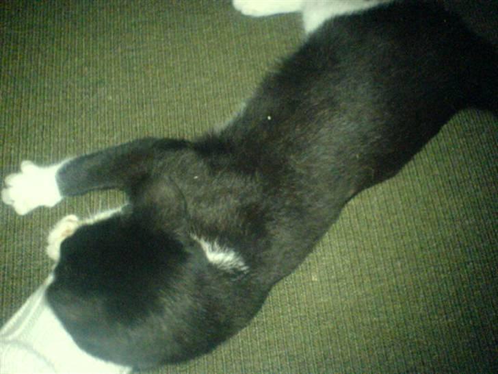 Huskat mulle - er jeg ikke dejlig? billede 17