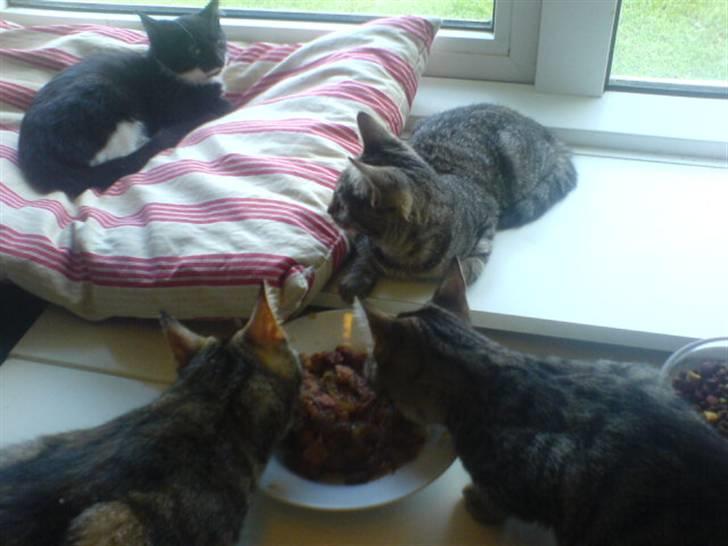 Huskat mulle - mig og flokken ;-D billede 20