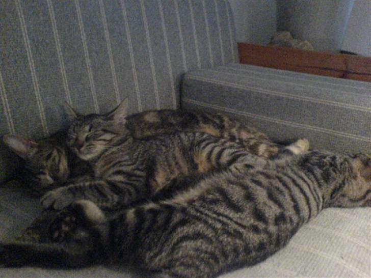 Huskat bette nøv R.I.P 17/11-"00 - kan du gætte hvem jeg er ???? billede 16