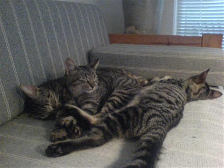 Huskat bette nøv R.I.P 17/11-"00 - jeg er jo lige her billede 17