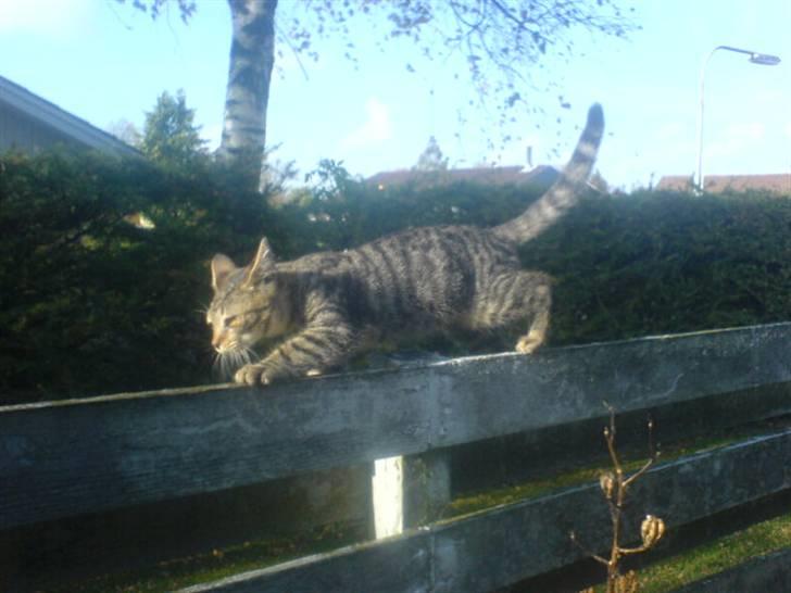 Huskat bette nøv R.I.P 17/11-"00 - uhh jeg er kommet højt op billede 18