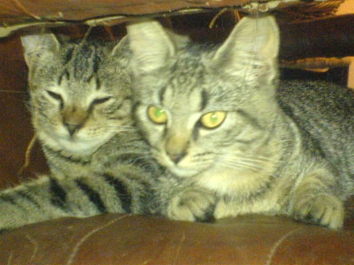 Huskat bette nøv R.I.P 17/11-"00 - mig og mille billede 19