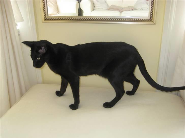 Orientaler Cato (André Thaie Bamboo) - Efterår 2008 billede 16