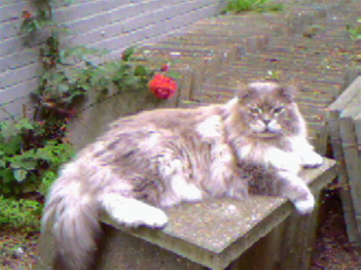 Maine Coon ( big ) DØD *R.i.p* billede 17