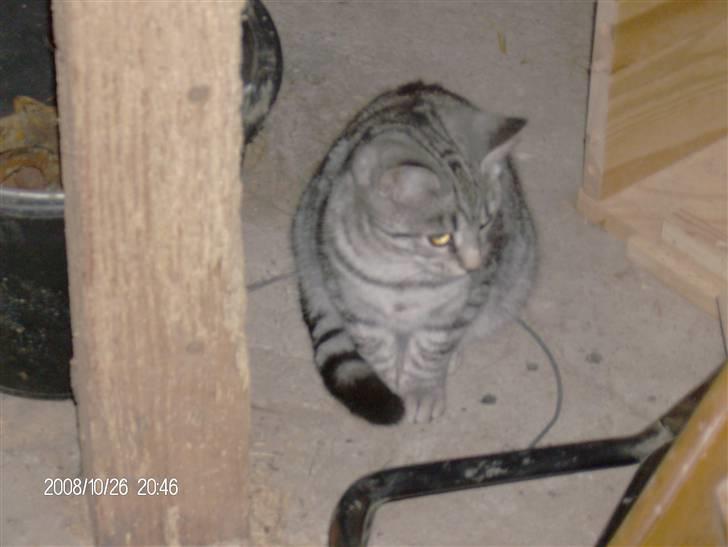 Blanding af racer Silke billede 3