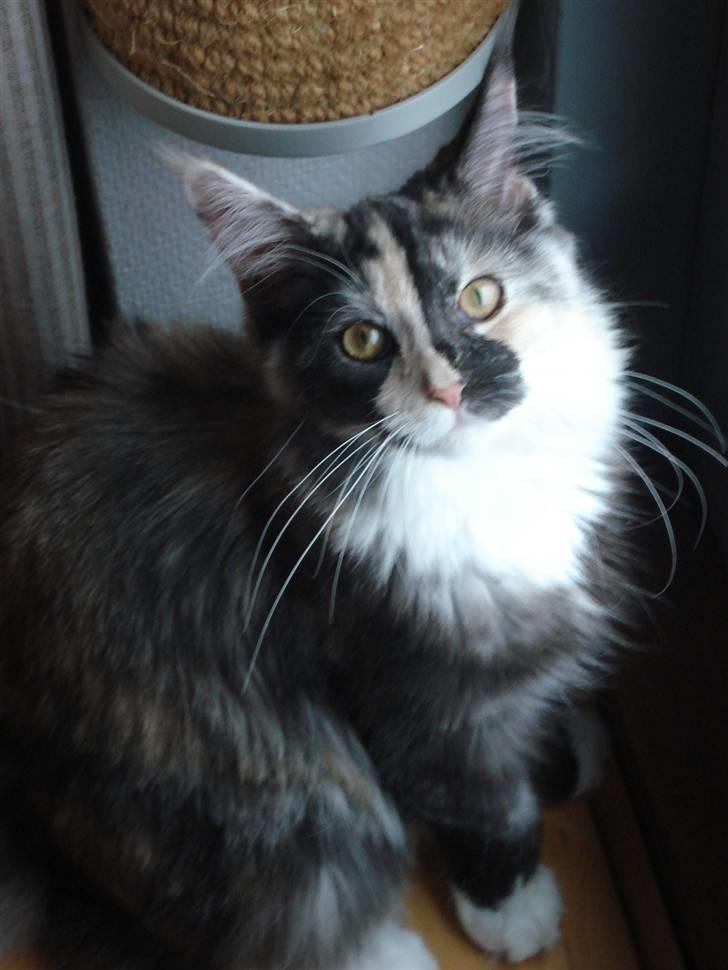 Maine Coon Aia billede 3