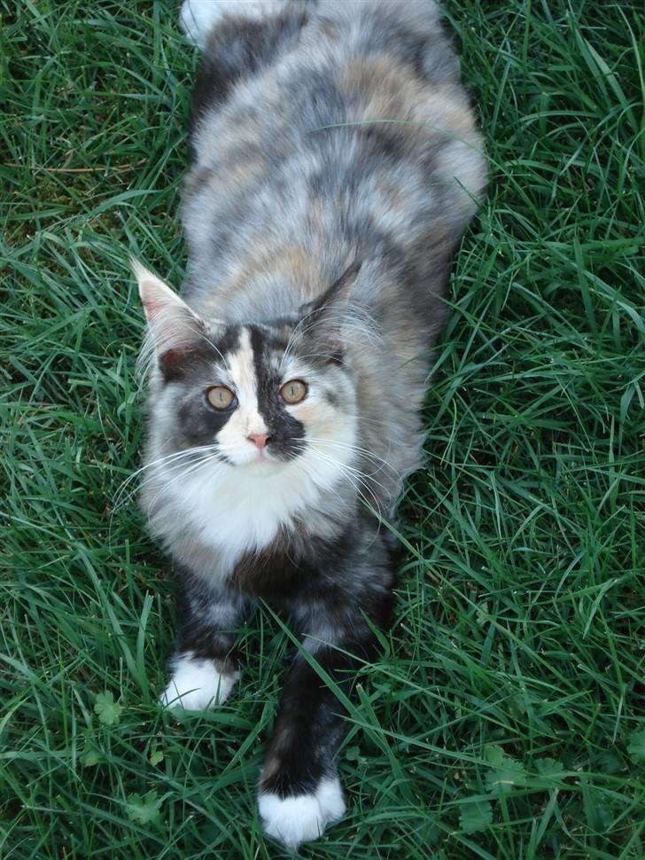 Maine Coon Aia billede 4