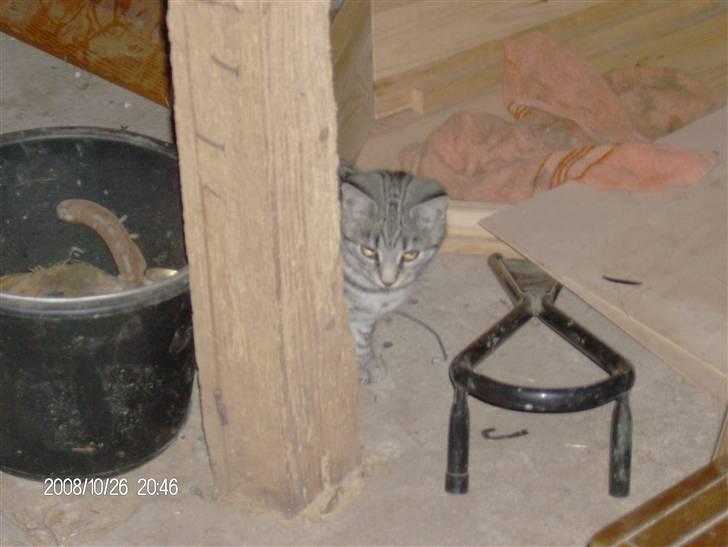 Blanding af racer Silke billede 4