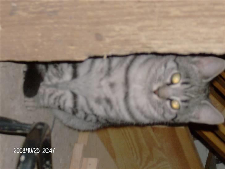 Blanding af racer Silke billede 5