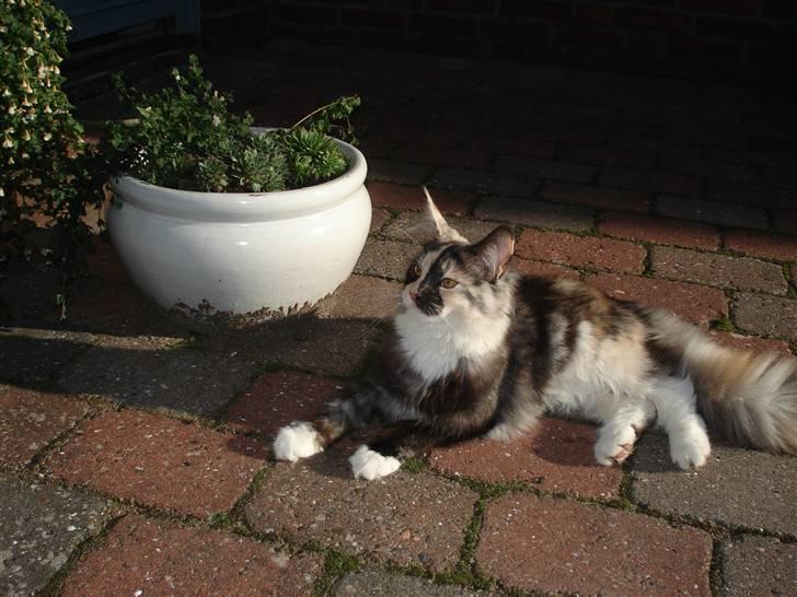 Maine Coon Aia billede 5