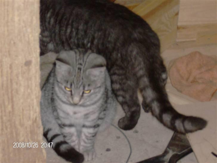 Blanding af racer Silke billede 6