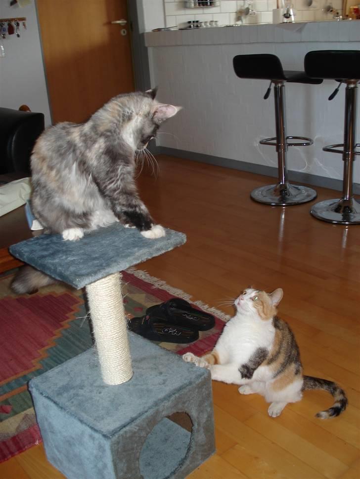 Maine Coon Aia billede 6