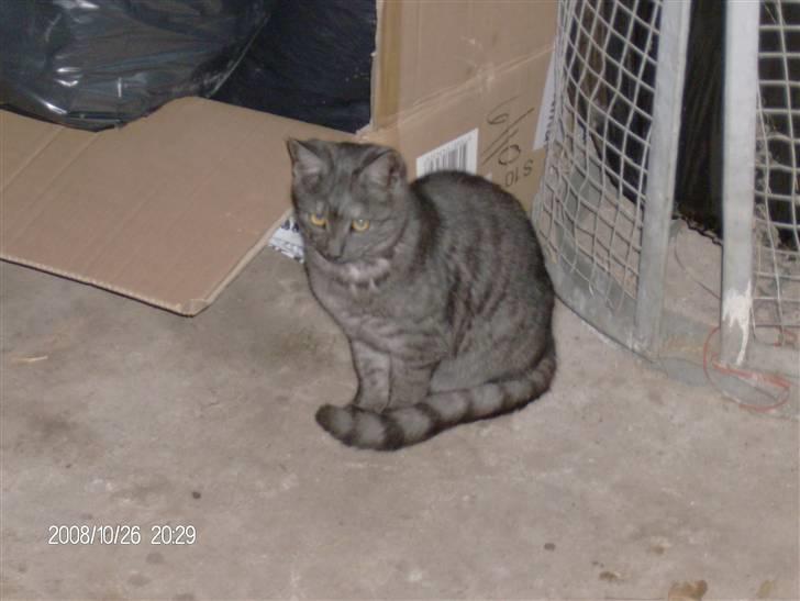 Blanding af racer Thene billede 1