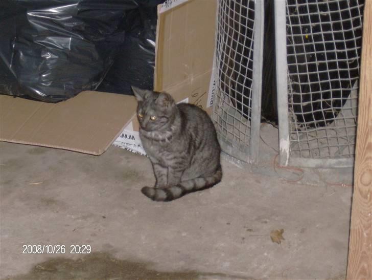 Blanding af racer Thene billede 2