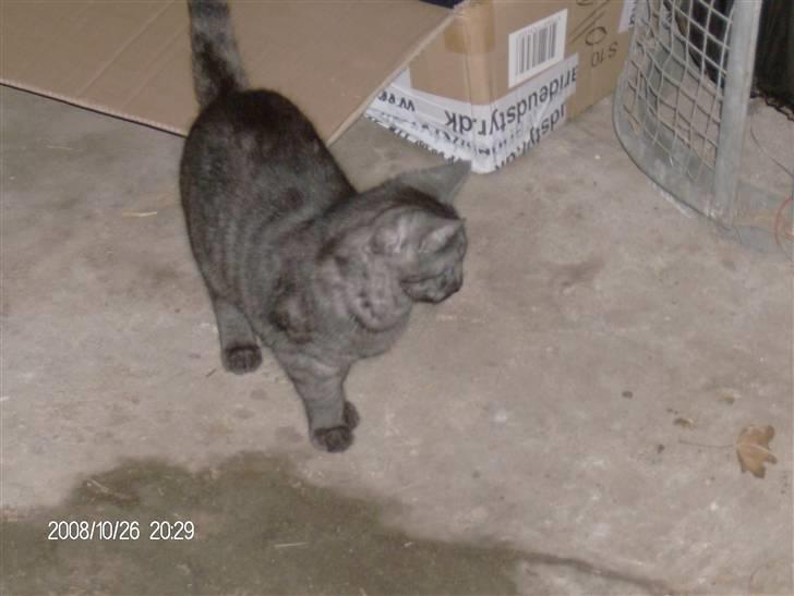 Blanding af racer Thene billede 3