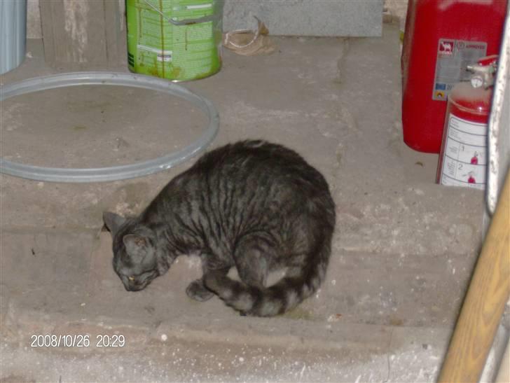 Blanding af racer Thene billede 4