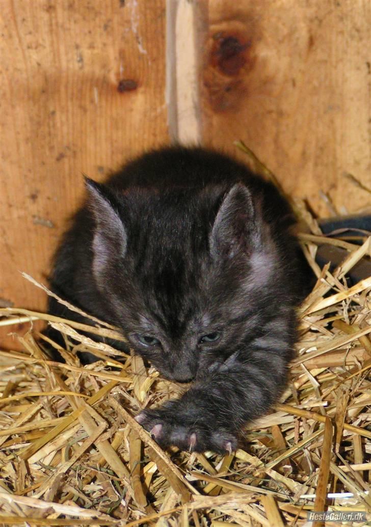 Blanding af racer Thene billede 5