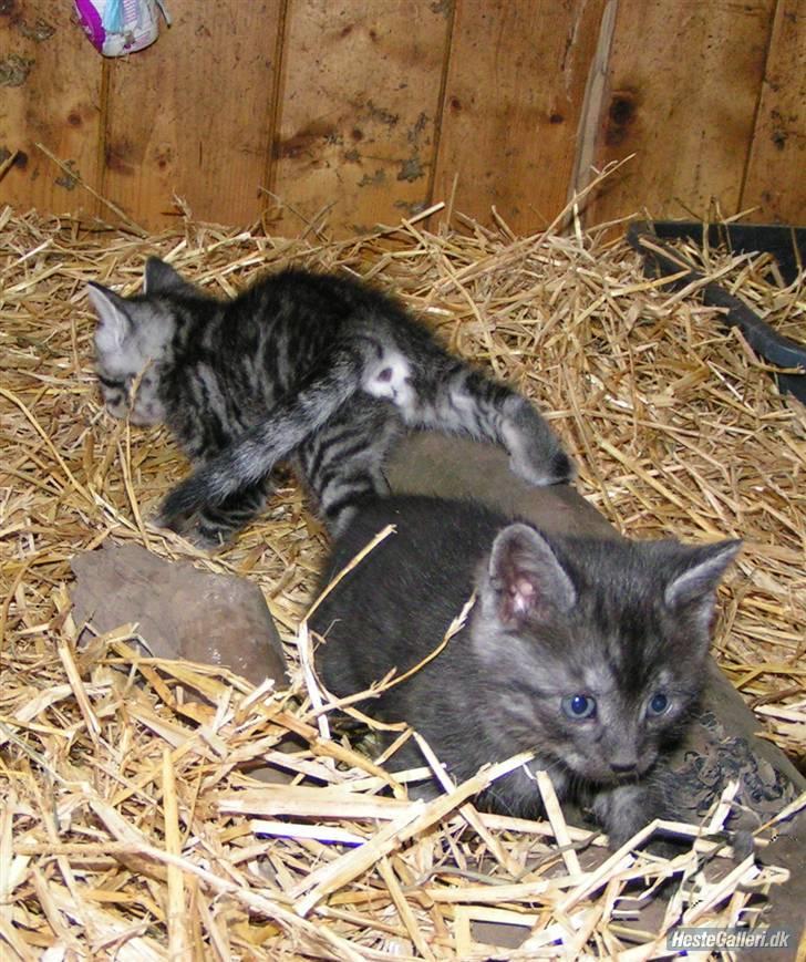 Blanding af racer Thene billede 6