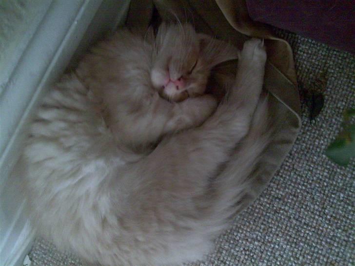 Norsk Skovkat Thomas O'Malley *R.I.P - 10 Juli billede 14