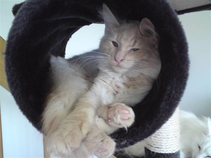 Norsk Skovkat Thomas O'Malley *R.I.P - 13 september billede 15