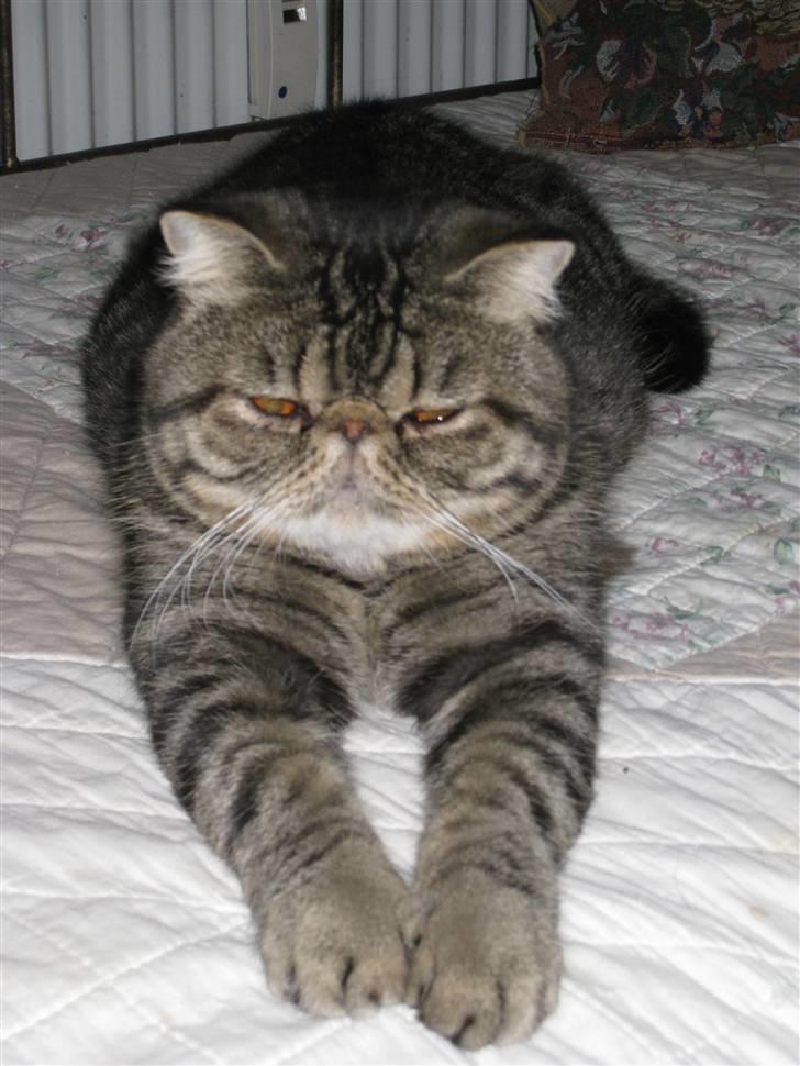 Exotic Sofus *18.09.2006 - 31.10.2012* - Labre drenge har lange ben :o) billede 9