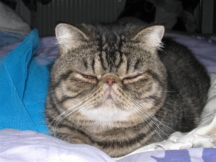 Exotic Sofus *18.09.2006 - 31.10.2012* - Er jeg ikke smuk iklædt turkis tyll? billede 10