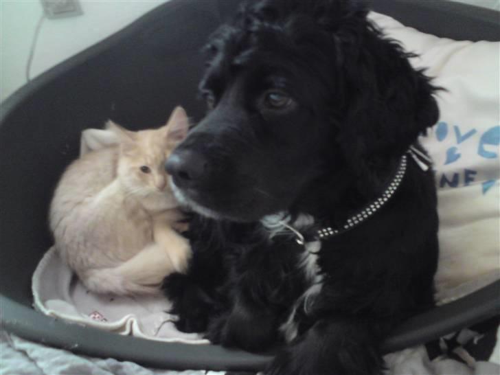 Norsk Skovkat Thomas O'Malley *R.I.P - 16 september billede 16