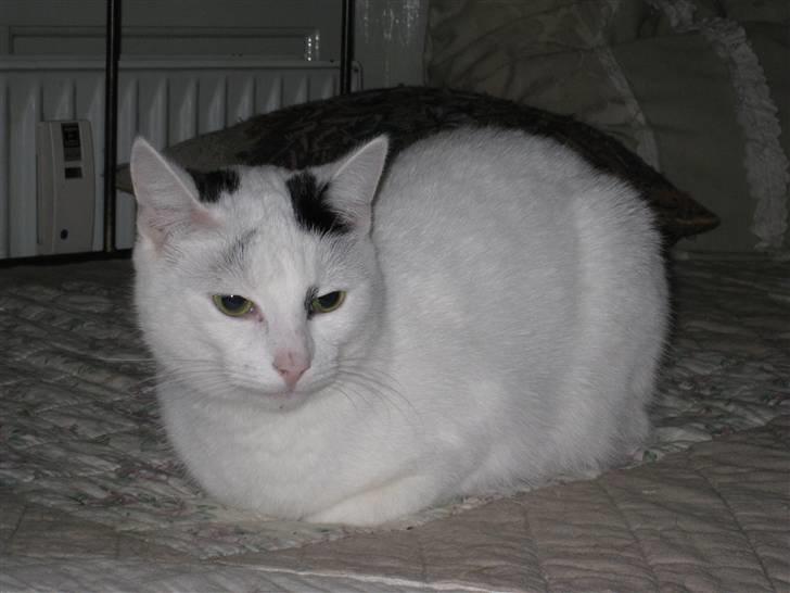 Huskat Kaninskind *20.07 2004* - Ligger lige og slapper lidt af billede 16