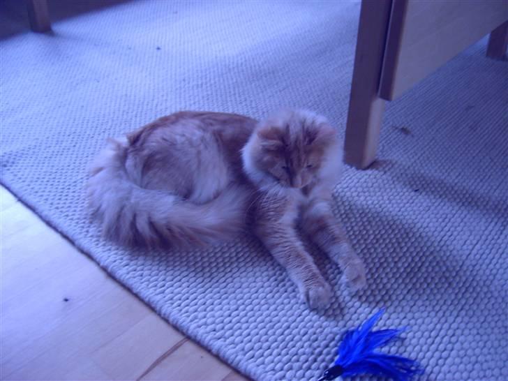 Norsk Skovkat Thomas O'Malley *R.I.P - 26 oktober billede 17