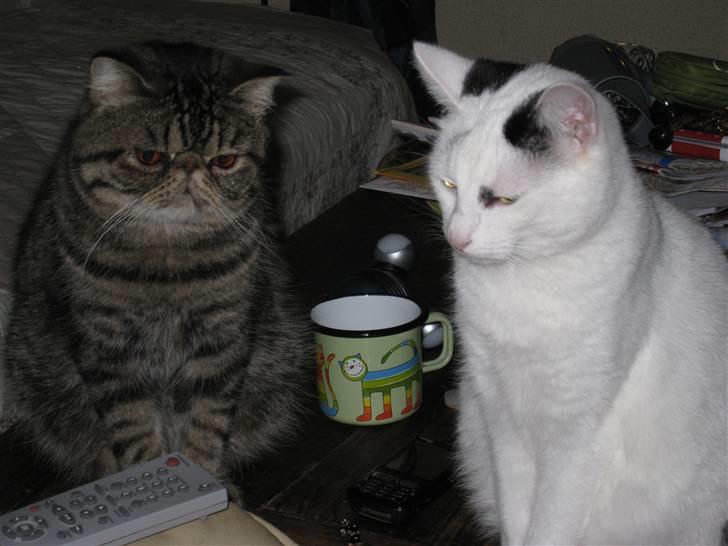 Huskat Kaninskind *20.07 2004* - Mig og Sofus sidder lige vagt ved min mors flotte kattekop billede 17