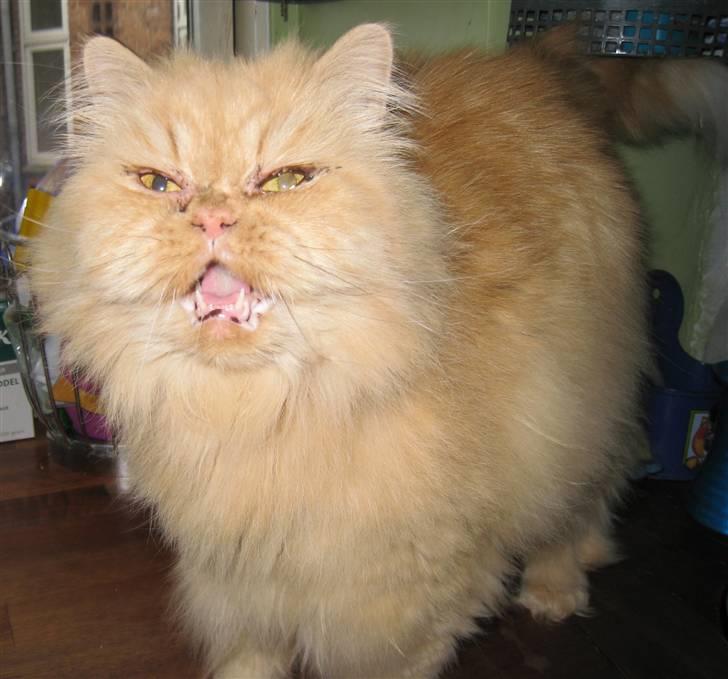 Perser Rosa *10.06.2000 - 30.06.2014* billede 12