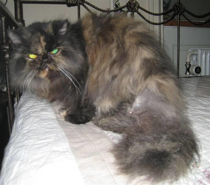 Perser Amalie  *1993- 2009* billede 11