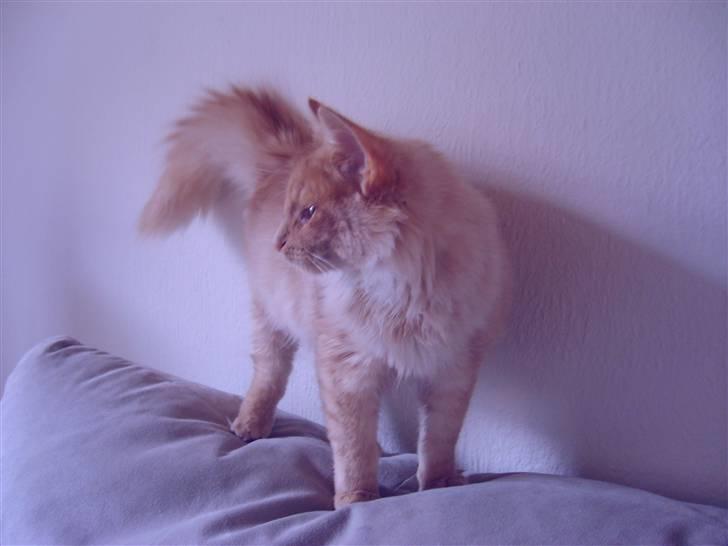 Norsk Skovkat Thomas O'Malley *R.I.P - 26 oktober billede 18