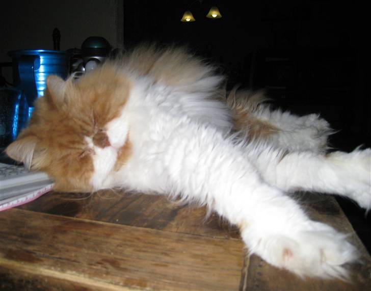 Perser Massen *30.06.2001 -26.05.2014 * billede 17