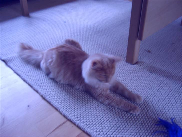 Norsk Skovkat Thomas O'Malley *R.I.P - 26 oktober billede 19